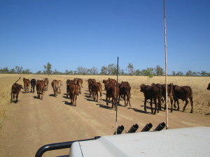 Burke Development Road - Cattle on road