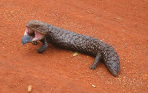 Blue Tongue Lizard in Gundabooka