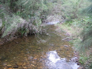The creek near Blue Gum Forest