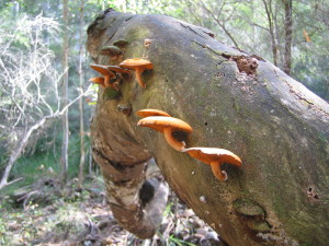 Log with fungus (mushrooms)