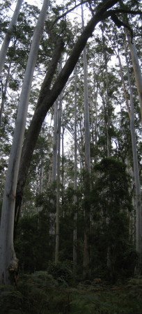 High Blue Gums in the forest