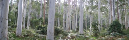 Smooth white tall trees in Blue Gum Forest