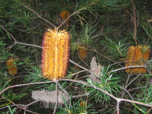 Banksia tree along the Blue Gum Forest walk
