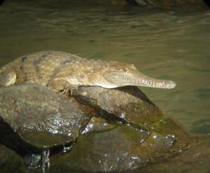 Freshwater Crocodile in Katherine Gorge