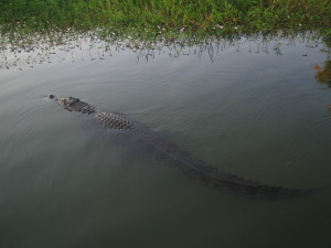 Saltwater Crocodile - Yellow Water at Cooinda