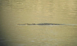 Crocodile watching on East Alligator River