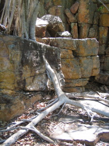 Tree Roots holding rocks together at Butterfly Gorge