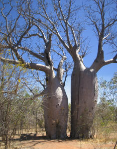 Boab Trees - Gregory National Park