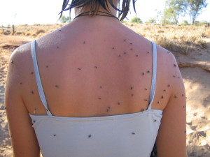 A few flies on Regina's Back