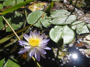 Water Lilly at Lawn Hill