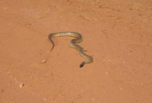 Black-headed python on Savannah Way