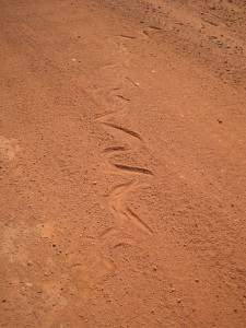 Snake tracks on Savannah Way