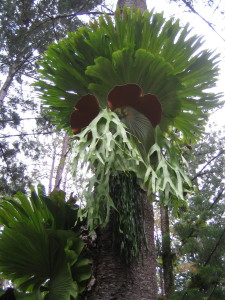 Tree Ferns on Fraser Island
