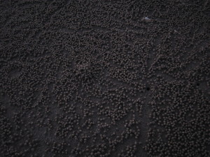 Small sand ball patterns on Yeppoon Beach