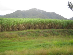 Sugar Cane Fields near Mackay