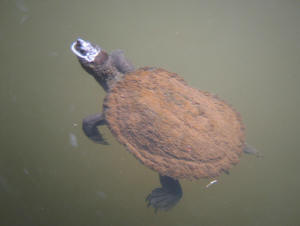 Tortoise in Eungella Broken River