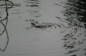 Platypus in Eungella Broken River