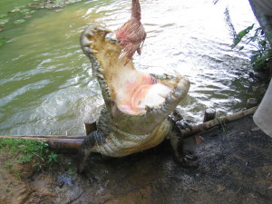 Big salty croc snapping up his dinner