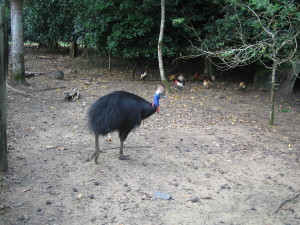Cassowary - pretty but agressive and dangerous