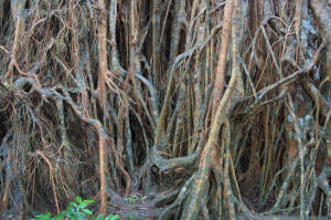 Cathedral Fig roots - Atherton Tablelands