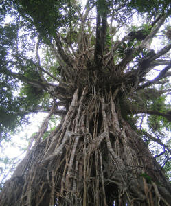 Cathedral Fig - Atherton Tablelands
