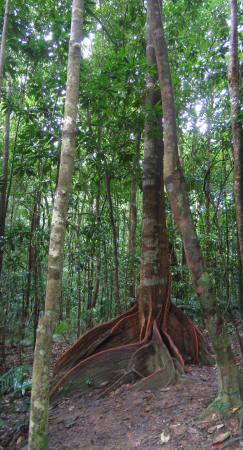 Buttress Root Trees in Mossman Gorge