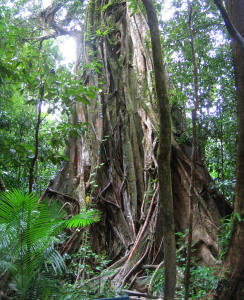 Mossman Gorge Rainforest