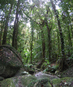 Mossman Gorge Rainforest