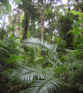 Daintree National Park Rainforest