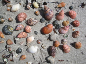 Shells on Beach - Lincoln National Park