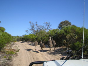 Emus at Coffin Bay National Park