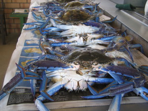 Blue Swimmer Crabs - Ceduna