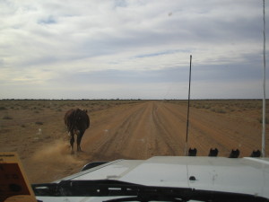 Free roaming cows on the Oodnadatta Track