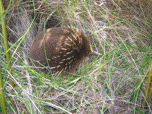 Echidna at Cockle Creek