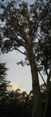 Tree at Cockle Creek