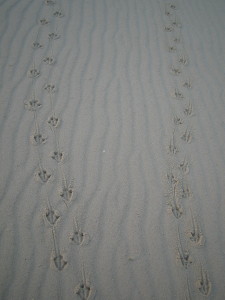 Penguin Tracks on Neck Beack