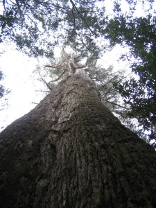 Big Tree at Liffey Falls