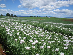 Opium Poppies around Devonport