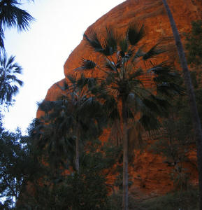 Mini Palm Gorge - Bungle Bungle