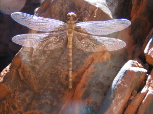 Dragonfly in Weano Gorge - Karijini