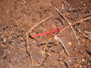 Dragonfly in Weano Gorge - Karijini
