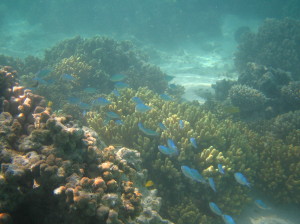 Underwater at Turquoise Bay Drift