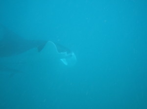 Swimming with Mantarays in Exmouth Bay