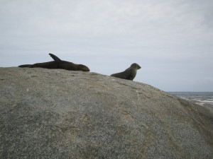 Seals on a small rock outcrop near Esperance