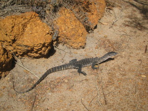Small Lace Monitor lizard at Fitzgerald NP