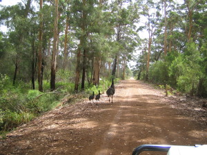 Emus - Shannon National Park