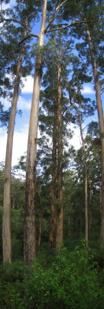 Trees in Shannon National Park