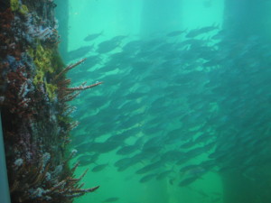 Herring at the Busselton Jetty Observatory