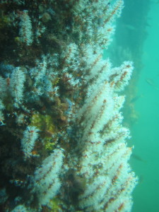 Coral at the Busselton Jetty Observatory