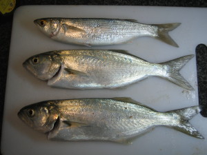2 Tailor and 1 Mullet - Kalbarri